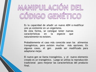 Es la capacidad de añadir un nuevo ADN o modificar
uno ya existente en un organismo.
tener nuevas
especie que
De esta forma, se consigue
características en la
naturalmente no existen.
Probablemente el caso más conocido sean los alimentos
transgénicos, pero existen muchas más opciones. En
algunos casos, el gen puede ser modificado para
adaptarse mejor.
El nuevo gen se llama transgénico, y el nuevo elemento
creado es un transgénico. Luego se utiliza la reproducción
tradicional para mejorar las características del producto
final.
 
