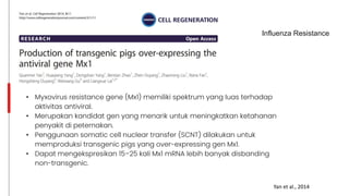 Influenza Resistance
• Myxovirus resistance gene (Mx1) memiliki spektrum yang luas terhadap
aktivitas antiviral.
• Merupakan kandidat gen yang menarik untuk meningkatkan ketahanan
penyakit di peternakan.
• Penggunaan somatic cell nuclear transfer (SCNT) dilakukan untuk
memproduksi transgenic pigs yang over-expressing gen Mx1.
• Dapat mengekspresikan 15–25 kali Mx1 mRNA lebih banyak disbanding
non-transgenic.
Yan et al., 2014
 