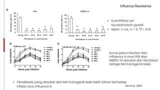 Influenza Resistance
• Fibroblasts yang diisolasi dari Mx1 transgenik babi lebih tahan terhadap
infeksi virus influenza A.
• Kuantifikasi sel
NucleoProtein-positif.
• Mean ± s.d., n = 3. *P < 0.01
Kurva pertumbuhan dari
influenza A virus PR8 dan
NIBRG-14 diisolasi dari fibroblast
telinga Mx1 transgenik babi.
Yan et al., 2014
 