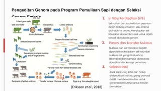 Pengeditan Genom pada Program Pemuliaan Sapi dengan Seleksi
Genom Embrio In Vitro Fertilization (IVF)
Sel nutfah dari sapi elit dan pejantan
dipilih terbaik untuk IVF, lalu embrio
dipindah ke betina. Menyiapkan sel
fibroblast dari embrio asli untuk dipilih
terbaik dan diedit genom .
Panen dan Transfer Nukleus
Nukleus dari sel fibroblast terpilih
dipindahkan ke dalam sel telur dari
nukleus asli yang dikeluarkan,
dikembangkan sampai blastokista
dan ditransfer ke sapi penerima.
Seleksi Hasil
Anak sapi yang lahir dan hidup
diidentifikasi individu yang berhasil
diedit membawa mutasi untuk
generasi berikutnya untuk hewan
pemuliaan.
1.
2.
3.
(Eriksson et al., 2018)
 