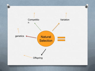 Competitio
n

genetics

Variation

Natural
Selection

Offspring

 