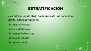 ESTRATIFICACION
la estratificación de abajo hacia arriba de una comunidad
forestal podría dividirse en:
• la capa subterránea.
• el suelo del bosque
• la vegetación herbácea.
• la capa de arbusto
• la capa de dosel
 