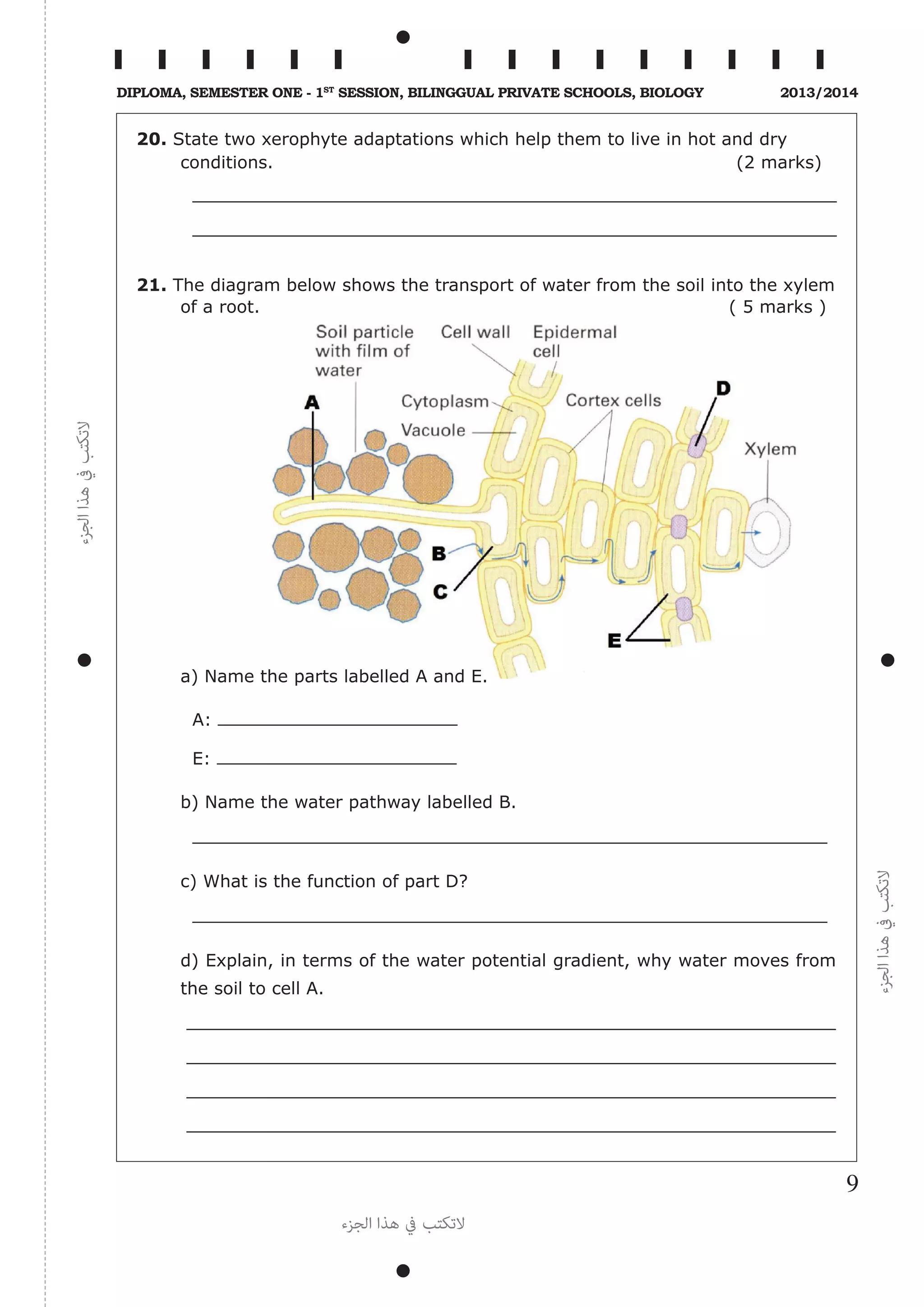 ‫الجزء‬‫هذا‬‫يف‬‫التكتب‬
‫الجزء‬‫هذا‬‫يف‬‫التكتب‬
‫الجزء‬ ‫هذا‬ ‫يف‬ ‫التكتب‬
9
Diploma, Semester One - 1st
Session, Bilinggual Private schools, Biology 2013/2014
20. State two xerophyte adaptations which help them to live in hot and dry
conditions. (2 marks)
	
	
21. The diagram below shows the transport of water from the soil into the xylem
of a root. ( 5 marks )
	 a) Name the parts labelled A and E.
A:
E:
	 b) Name the water pathway labelled B.
	
	 c) What is the function of part D?
	
	 d) Explain, in terms of the water potential gradient, why water moves from
the soil to cell A.
 