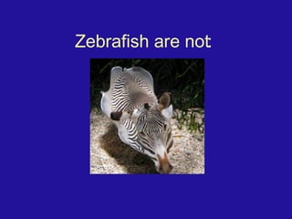 Zebrafish are not : 
