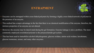ENTRAPMENT
• Enzymes can be entrapped within cross-linked polymers by forming a highly cross-linked network of polymer in
the presence of an enzyme.
• This method has a major advantage in the fact that there is no chemical modification of the enzyme, therefore, the
intrinsic properties of an enzyme are not altered.
• However, the enzyme may be deactivated during the gel formation. Enzyme leakage is also a problem. The most
commonly employed crosslinked polymer is the polyacrylamide gel system.
• This has been used to immobilize alcohol dehydrogenase, glucose oxidase, amino acid oxidase, hexokmase,
glucose isomerase, urease, and many other enzymes.
 