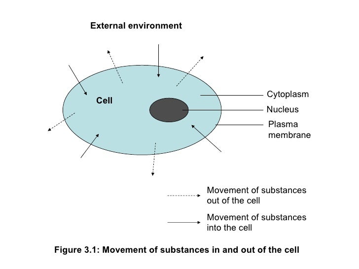 Bio f4 chap_3_movement_of_substances_across_the_plasma_membrane
