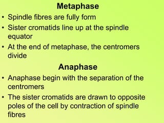 MetaphaseSpindle fibres are fully formSister cromatids line up at the spindle equatorAt the end of metaphase, the centromers divideAnaphase Anaphase begin with the separation of the centromersThe sister cromatids are drawn to opposite poles of the cell by contraction of spindle fibres