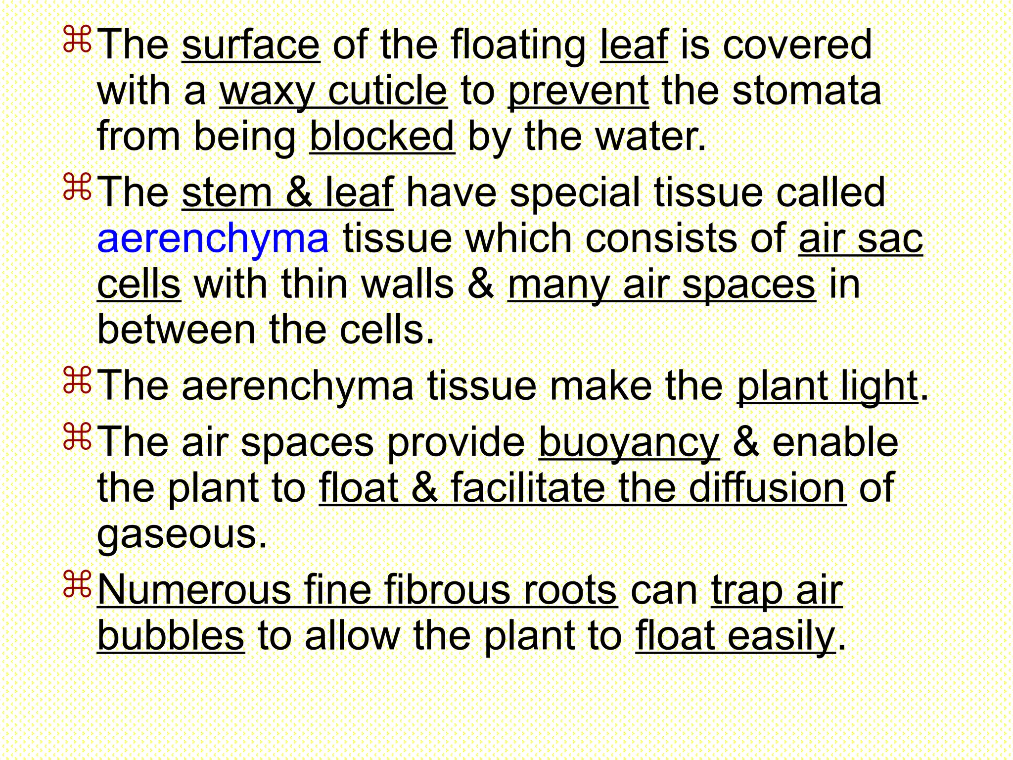 The surface of the floating leaf is covered
with a waxy cuticle to prevent the stomata
from being blocked by the water.
The stem & leaf have special tissue called
aerenchyma tissue which consists of air sac
cells with thin walls & many air spaces in
between the cells.
The aerenchyma tissue make the plant light.
The air spaces provide buoyancy & enable
the plant to float & facilitate the diffusion of
gaseous.
Numerous fine fibrous roots can trap air
bubbles to allow the plant to float easily.
 