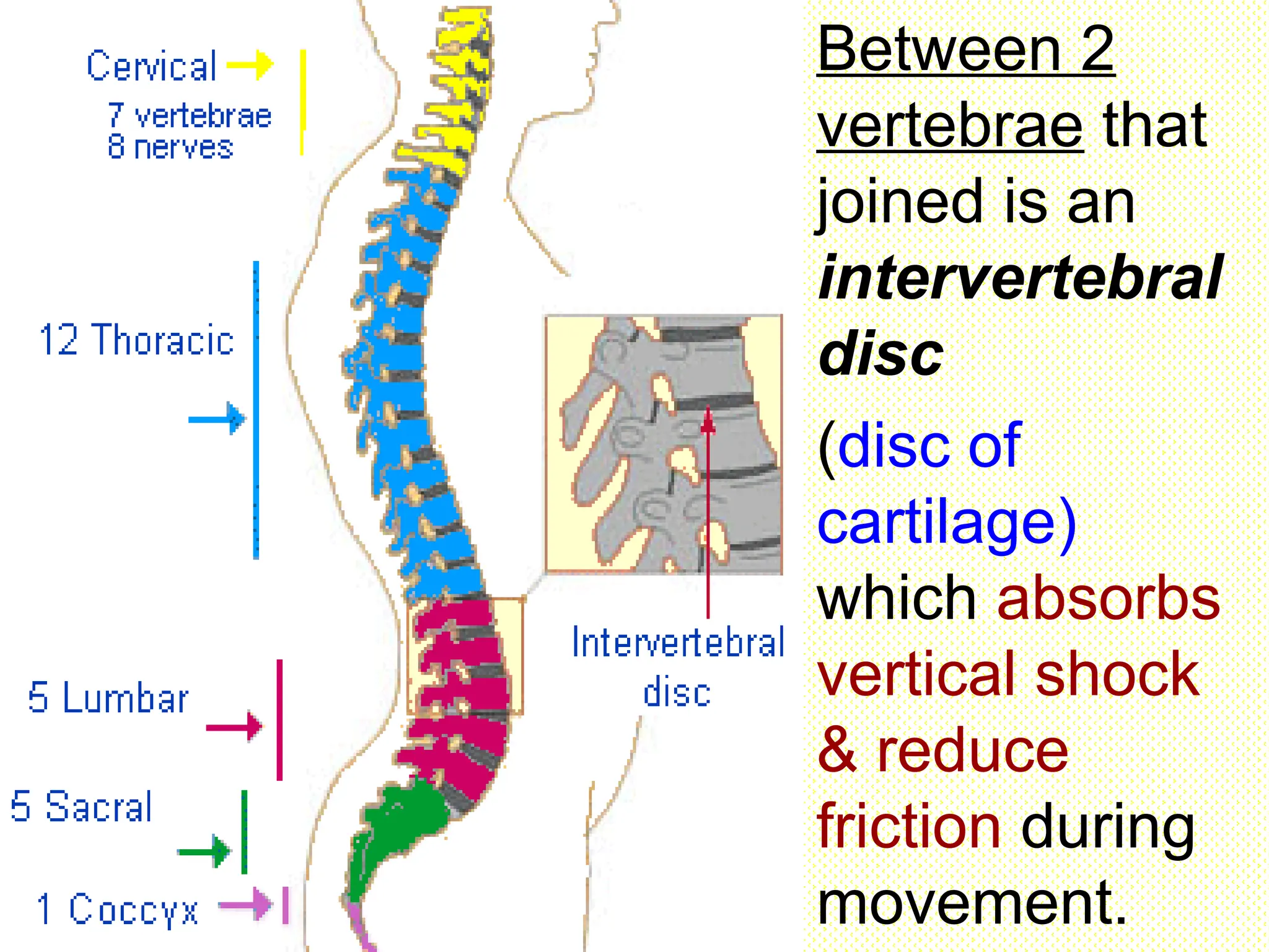 Between 2
vertebrae that
joined is an
intervertebral
disc
(disc of
cartilage)
which absorbs
vertical shock
& reduce
friction during
movement.
 