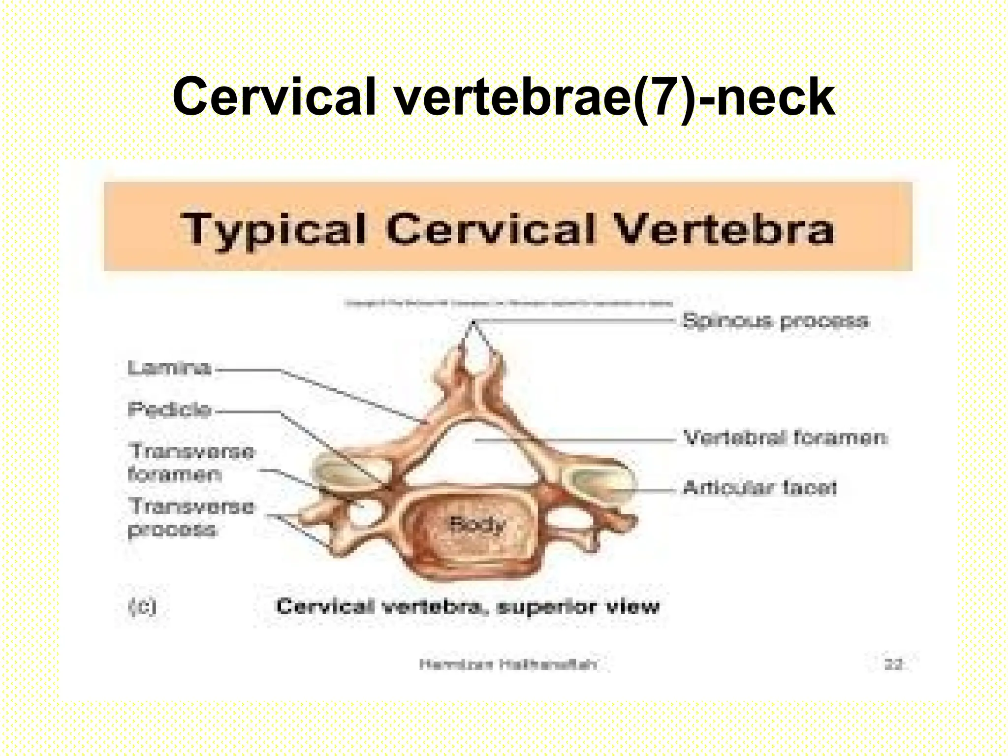 Cervical vertebrae(7)-neck
 