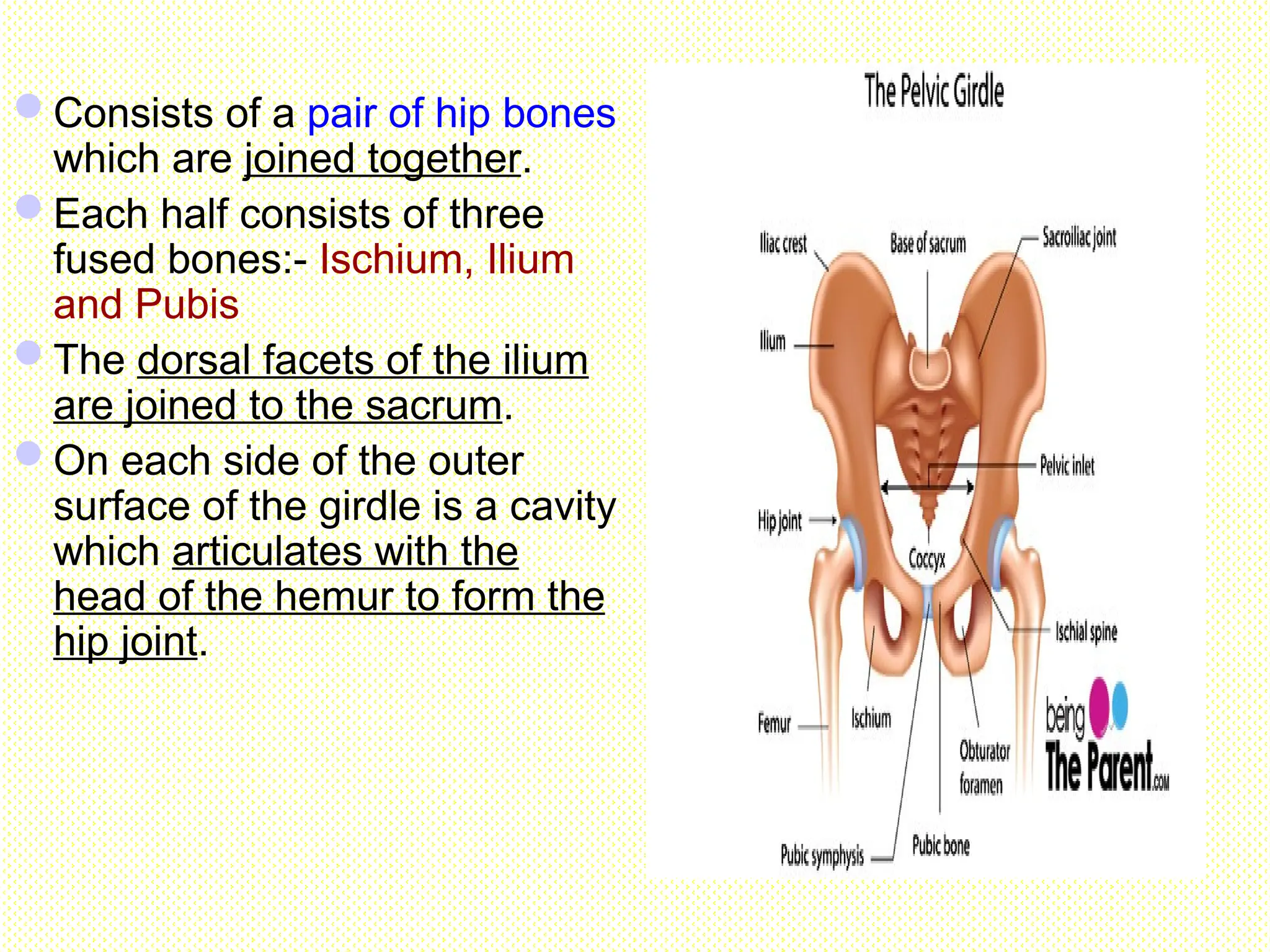 Pelvic girdle
Consists of a pair of hip bones
which are joined together.
Each half consists of three
fused bones:- Ischium, Ilium
and Pubis
The dorsal facets of the ilium
are joined to the sacrum.
On each side of the outer
surface of the girdle is a cavity
which articulates with the
head of the hemur to form the
hip joint.
 