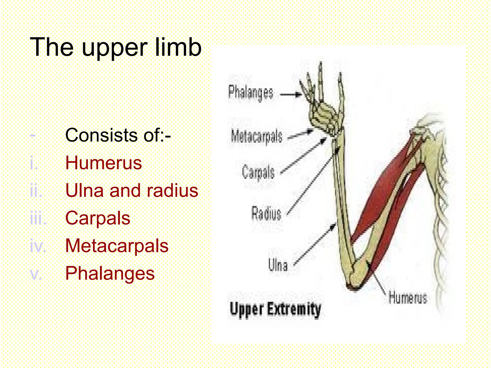 The upper limb
- Consists of:-
i. Humerus
ii. Ulna and radius
iii. Carpals
iv. Metacarpals
v. Phalanges
 