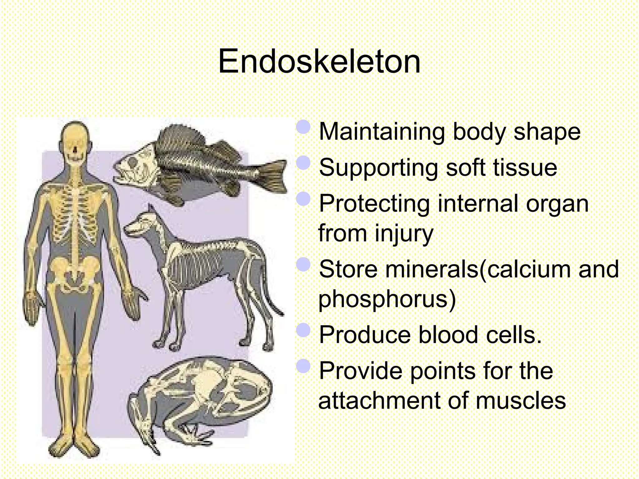 Endoskeleton
Maintaining body shape
Supporting soft tissue
Protecting internal organ
from injury
Store minerals(calcium and
phosphorus)
Produce blood cells.
Provide points for the
attachment of muscles
 