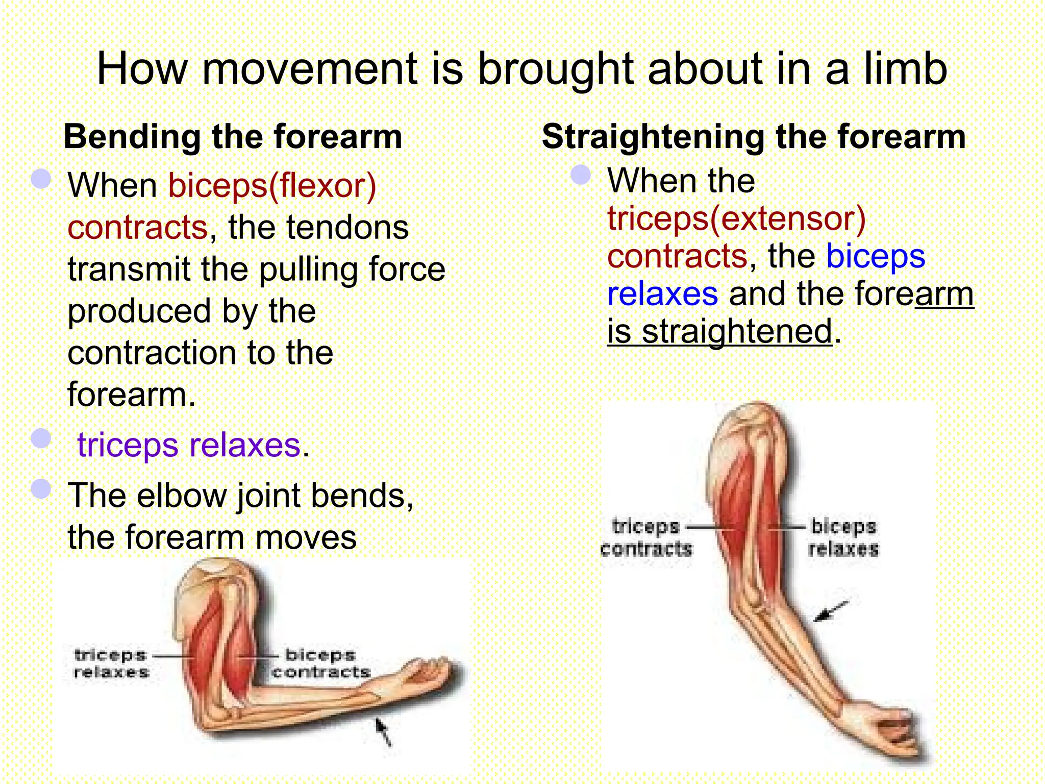 How movement is brought about in a limb
Bending the forearm Straightening the forearm
When biceps(flexor)
contracts, the tendons
transmit the pulling force
produced by the
contraction to the
forearm.
 triceps relaxes.
The elbow joint bends,
the forearm moves
upwards.
When the
triceps(extensor)
contracts, the biceps
relaxes and the forearm
is straightened.
 
