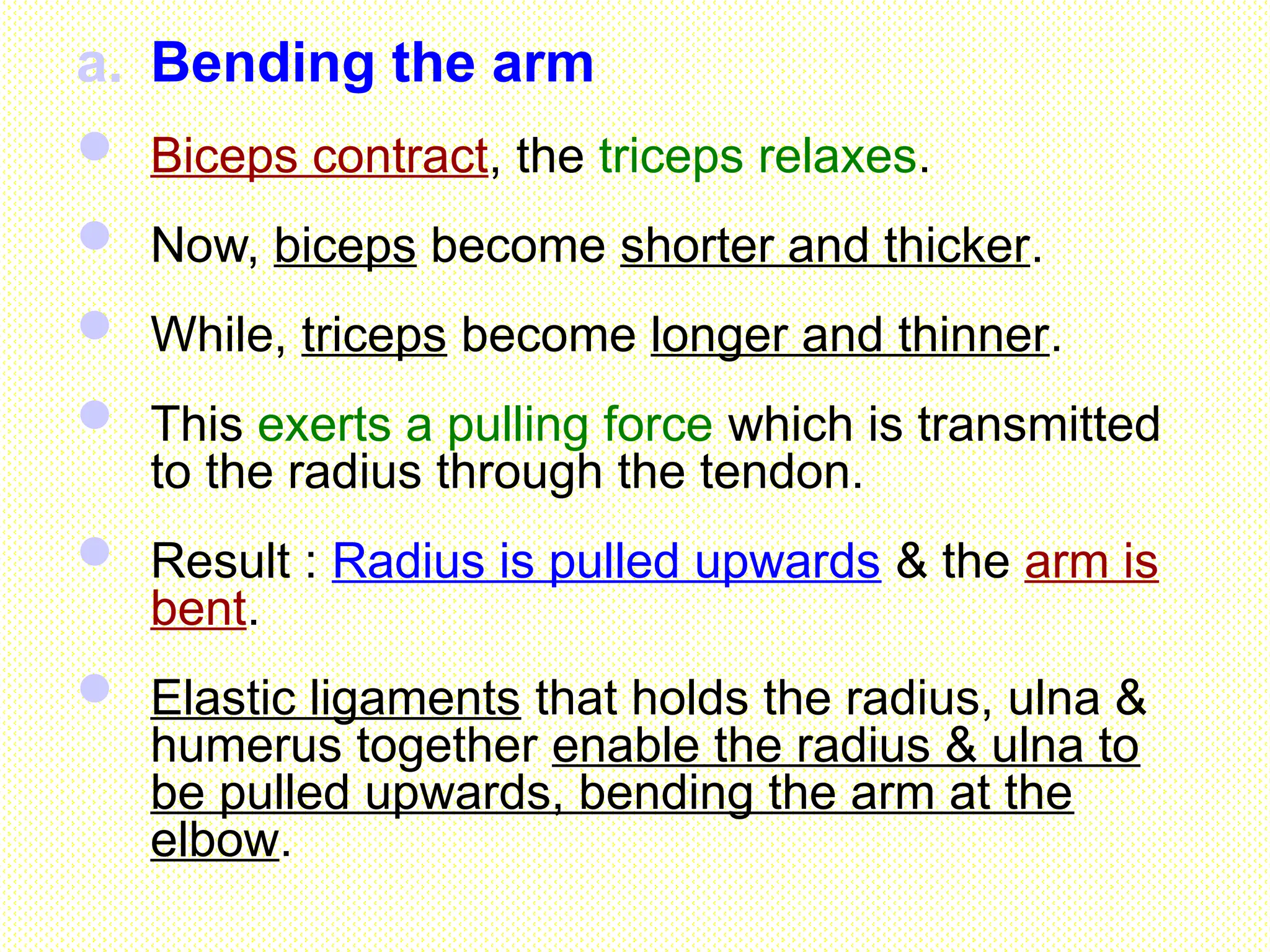 a. Bending the arm
 Biceps contract, the triceps relaxes.
 Now, biceps become shorter and thicker.
 While, triceps become longer and thinner.
 This exerts a pulling force which is transmitted
to the radius through the tendon.
 Result : Radius is pulled upwards & the arm is
bent.
 Elastic ligaments that holds the radius, ulna &
humerus together enable the radius & ulna to
be pulled upwards, bending the arm at the
elbow.
 