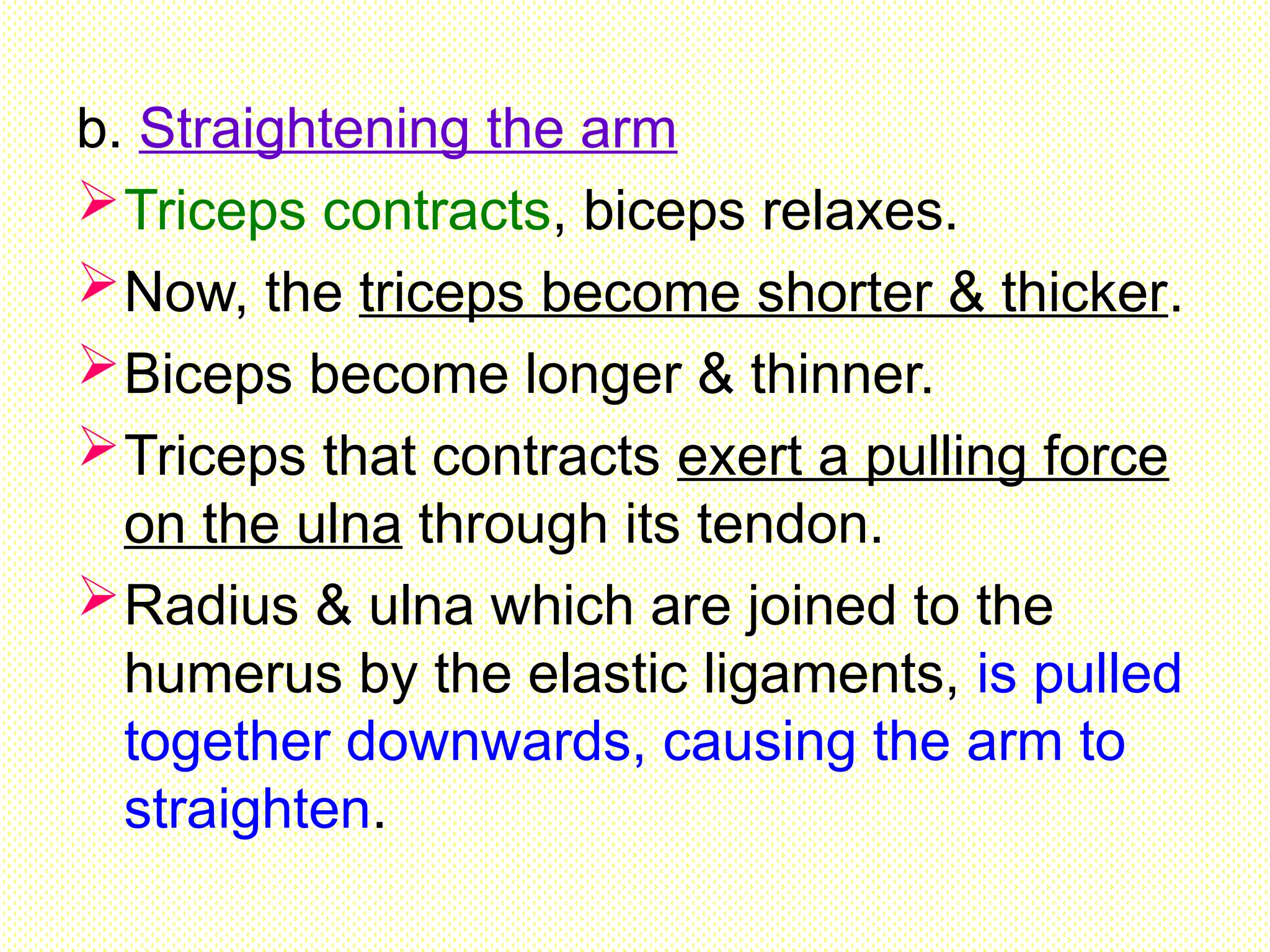 b. Straightening the arm
Triceps contracts, biceps relaxes.
Now, the triceps become shorter & thicker.
Biceps become longer & thinner.
Triceps that contracts exert a pulling force
on the ulna through its tendon.
Radius & ulna which are joined to the
humerus by the elastic ligaments, is pulled
together downwards, causing the arm to
straighten.
 