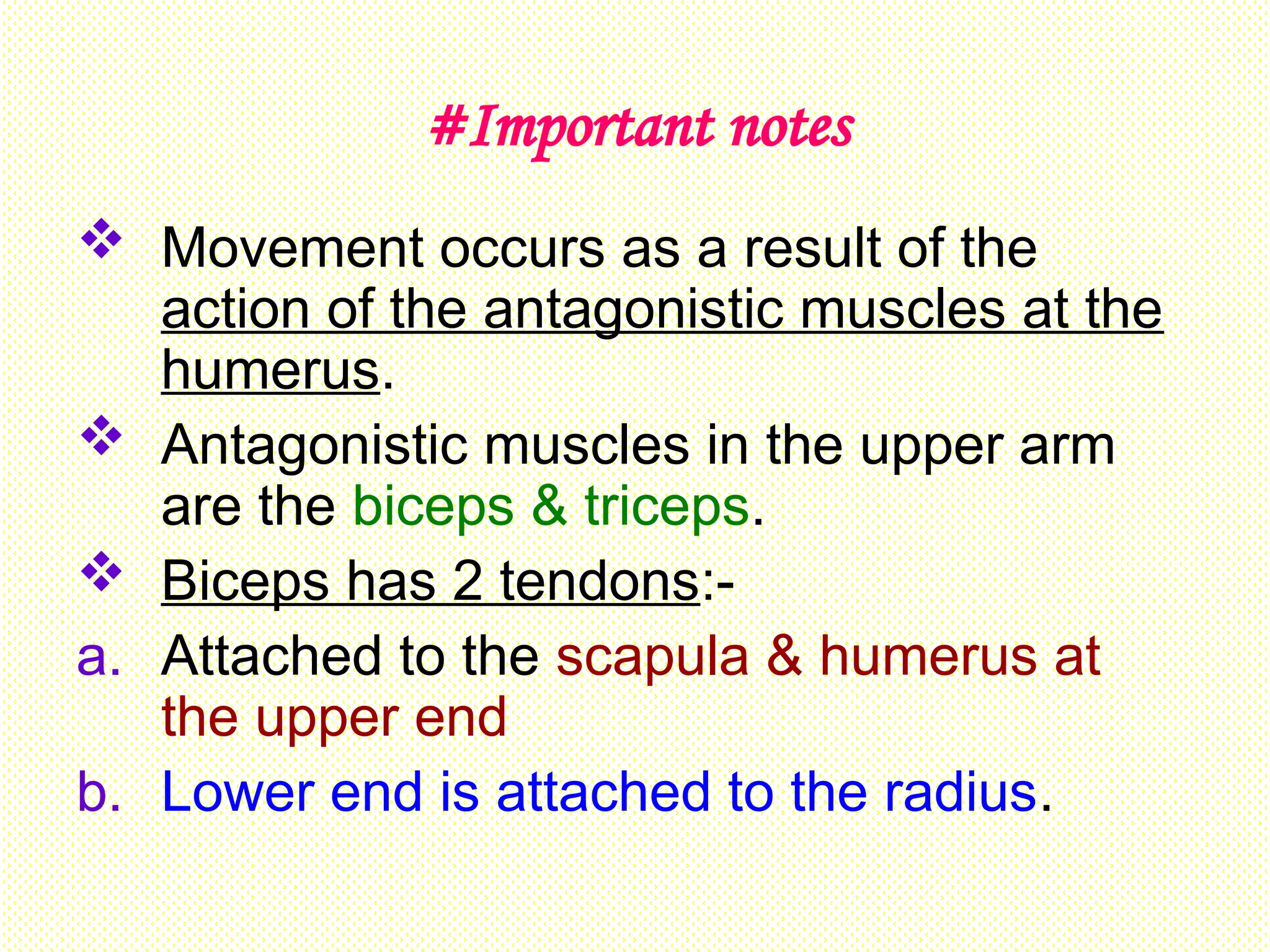 #Important notes
 Movement occurs as a result of the
action of the antagonistic muscles at the
humerus.
 Antagonistic muscles in the upper arm
are the biceps & triceps.
 Biceps has 2 tendons:-
a. Attached to the scapula & humerus at
the upper end
b. Lower end is attached to the radius.
 