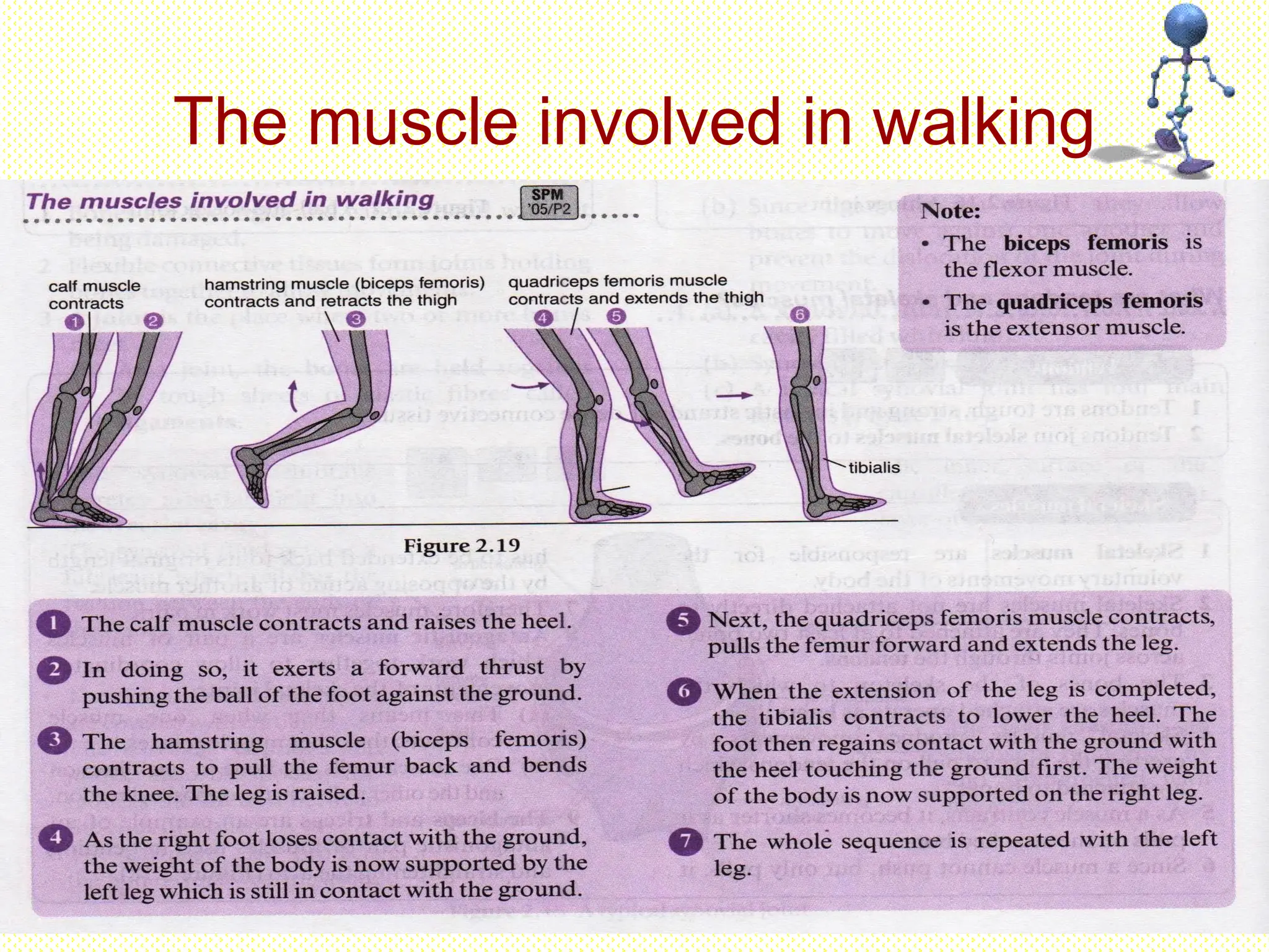 The muscle involved in walking
 
