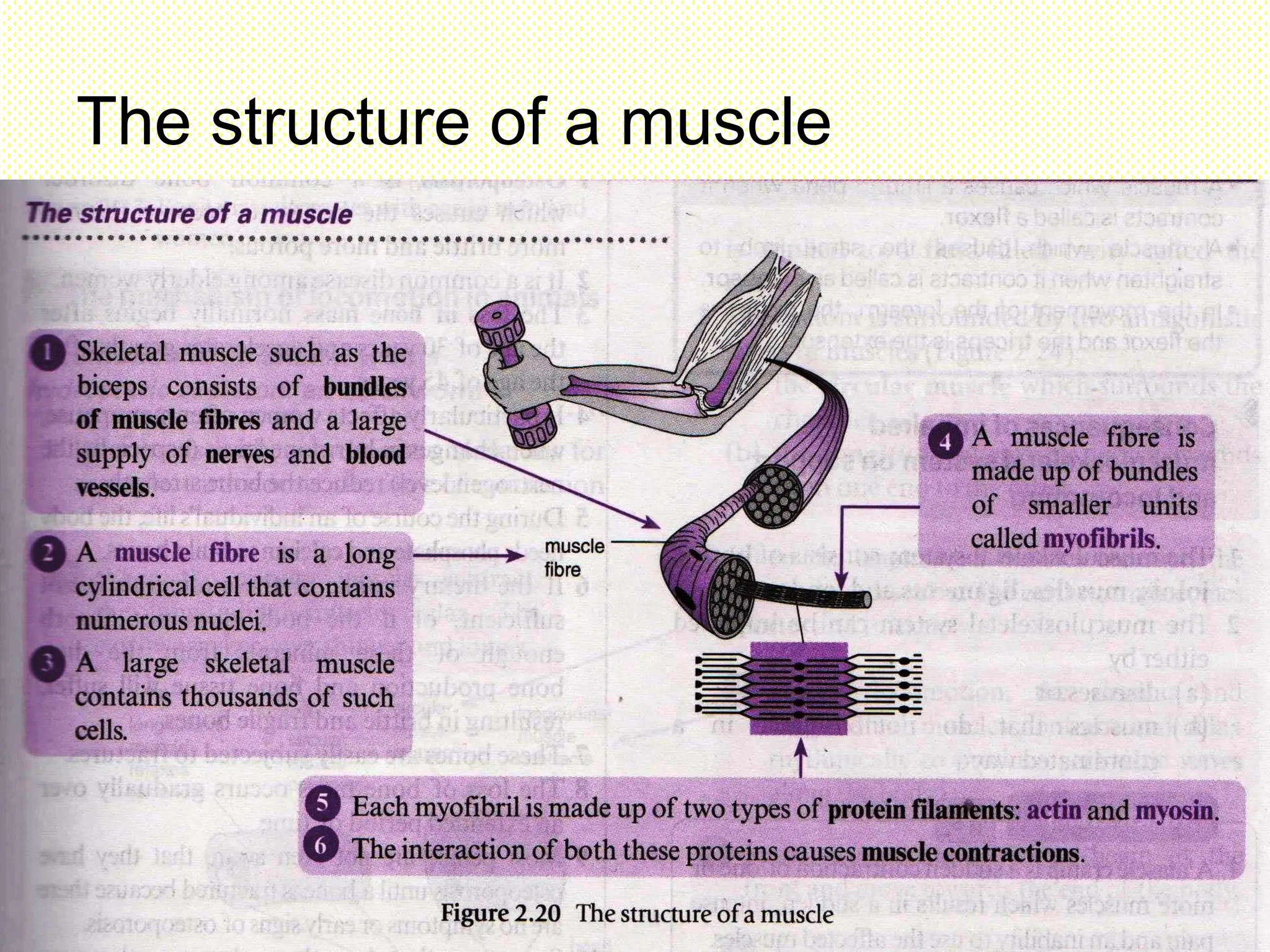 The structure of a muscle
 