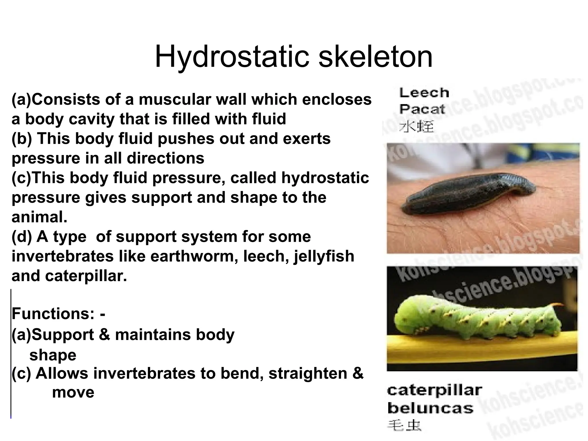 (a)Consists of a muscular wall which encloses
a body cavity that is filled with fluid
(b) This body fluid pushes out and exerts
pressure in all directions
(c)This body fluid pressure, called hydrostatic
pressure gives support and shape to the
animal.
(d) A type of support system for some
invertebrates like earthworm, leech, jellyfish
and caterpillar.
Functions: -
(a)Support & maintains body
shape
(c) Allows invertebrates to bend, straighten &
move
Hydrostatic skeleton
 