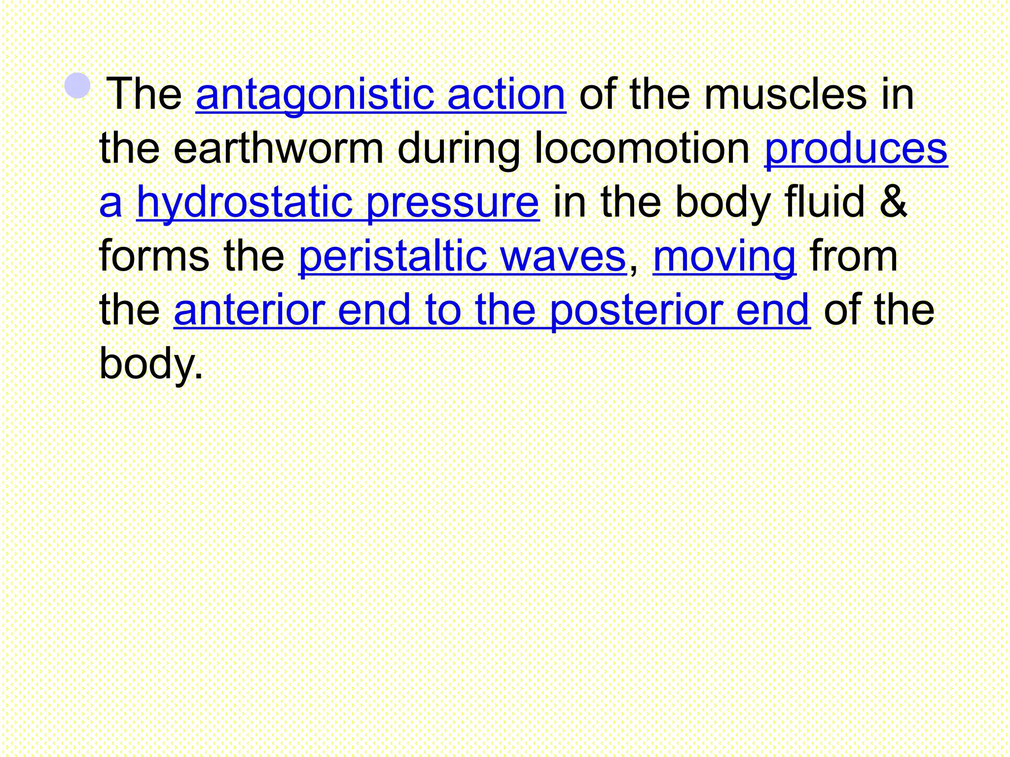 The antagonistic action of the muscles in
the earthworm during locomotion produces
a hydrostatic pressure in the body fluid &
forms the peristaltic waves, moving from
the anterior end to the posterior end of the
body.
 