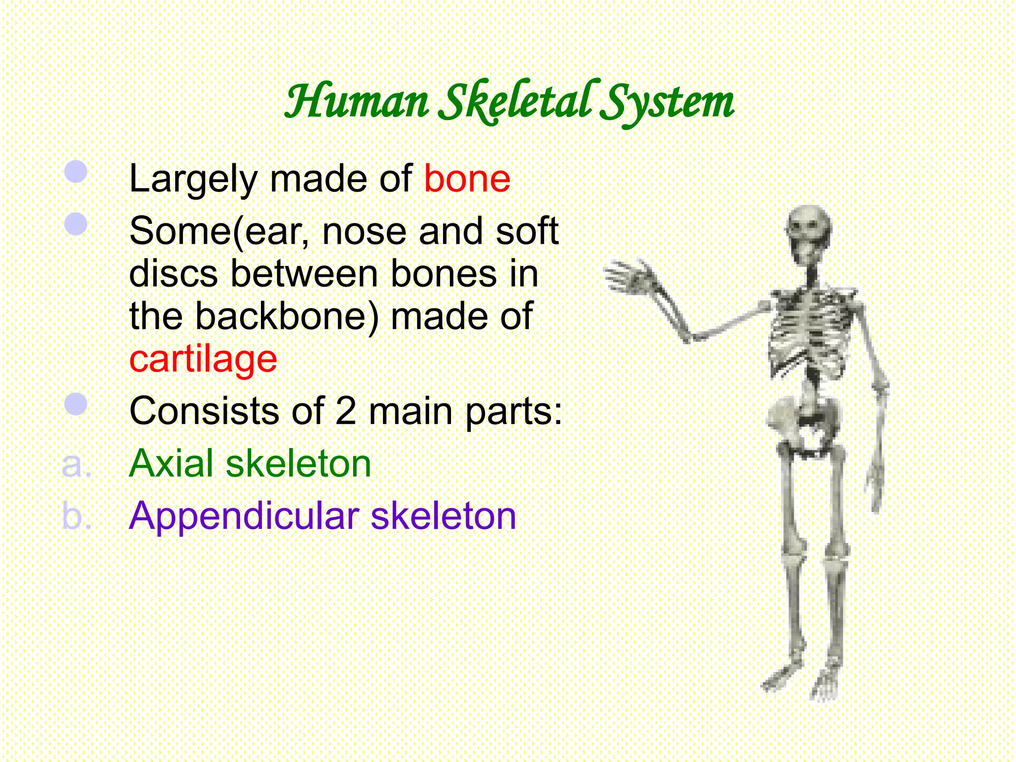 Human Skeletal System
 Largely made of bone
 Some(ear, nose and soft
discs between bones in
the backbone) made of
cartilage
 Consists of 2 main parts:
a. Axial skeleton
b. Appendicular skeleton
 