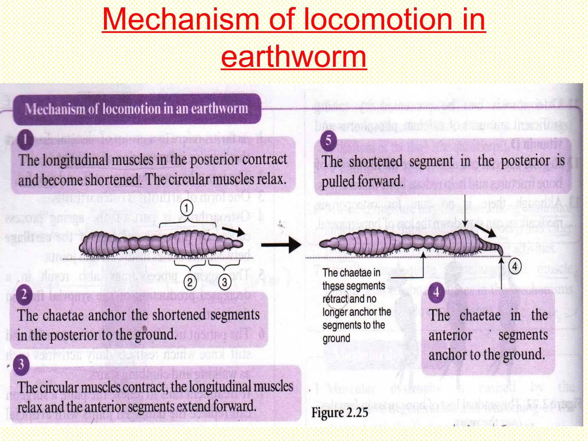 Mechanism of locomotion in
earthworm
 