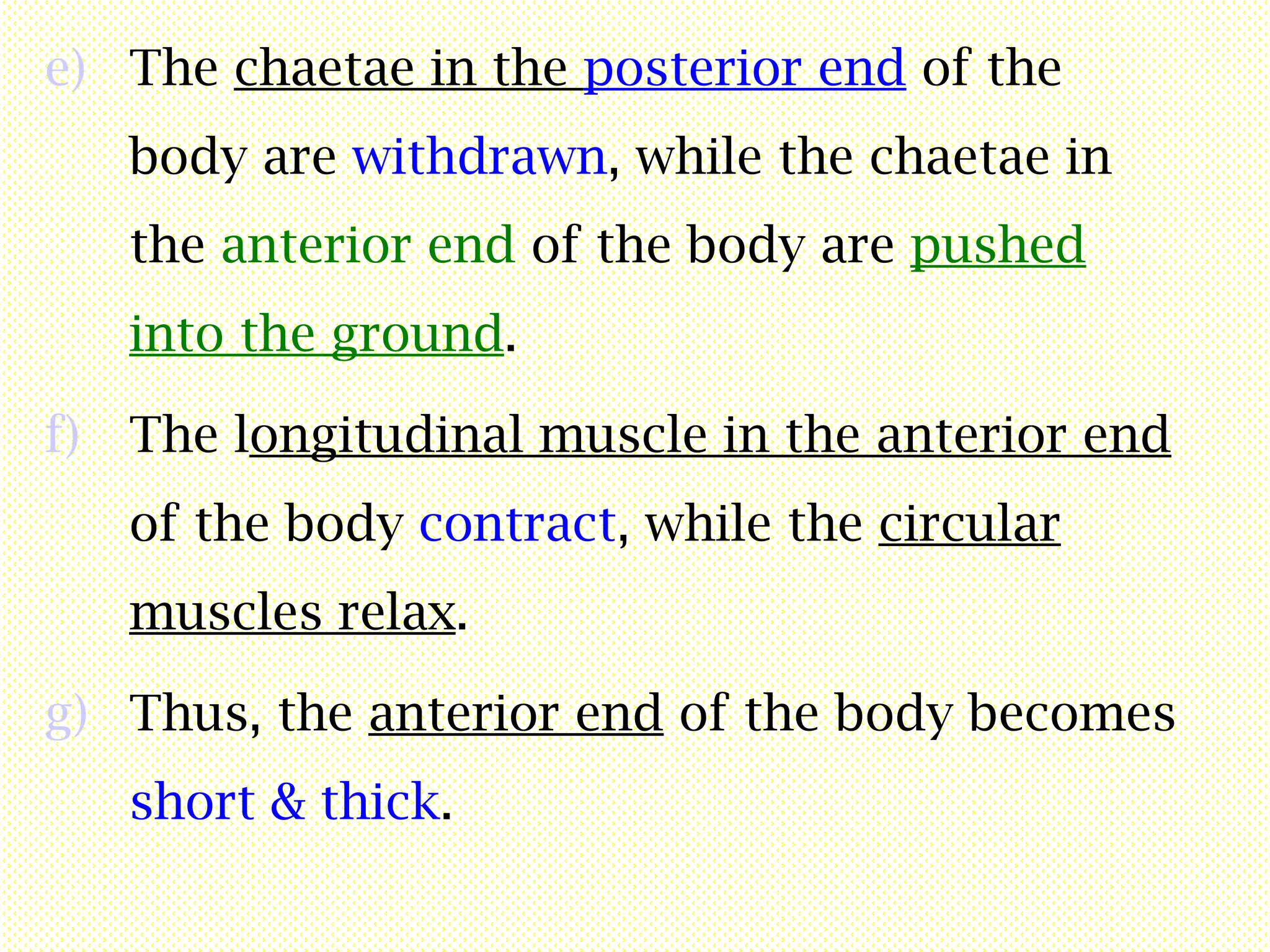 e) The chaetae in the posterior end of the
body are withdrawn, while the chaetae in
the anterior end of the body are pushed
into the ground.
f) The longitudinal muscle in the anterior end
of the body contract, while the circular
muscles relax.
g) Thus, the anterior end of the body becomes
short & thick.
 