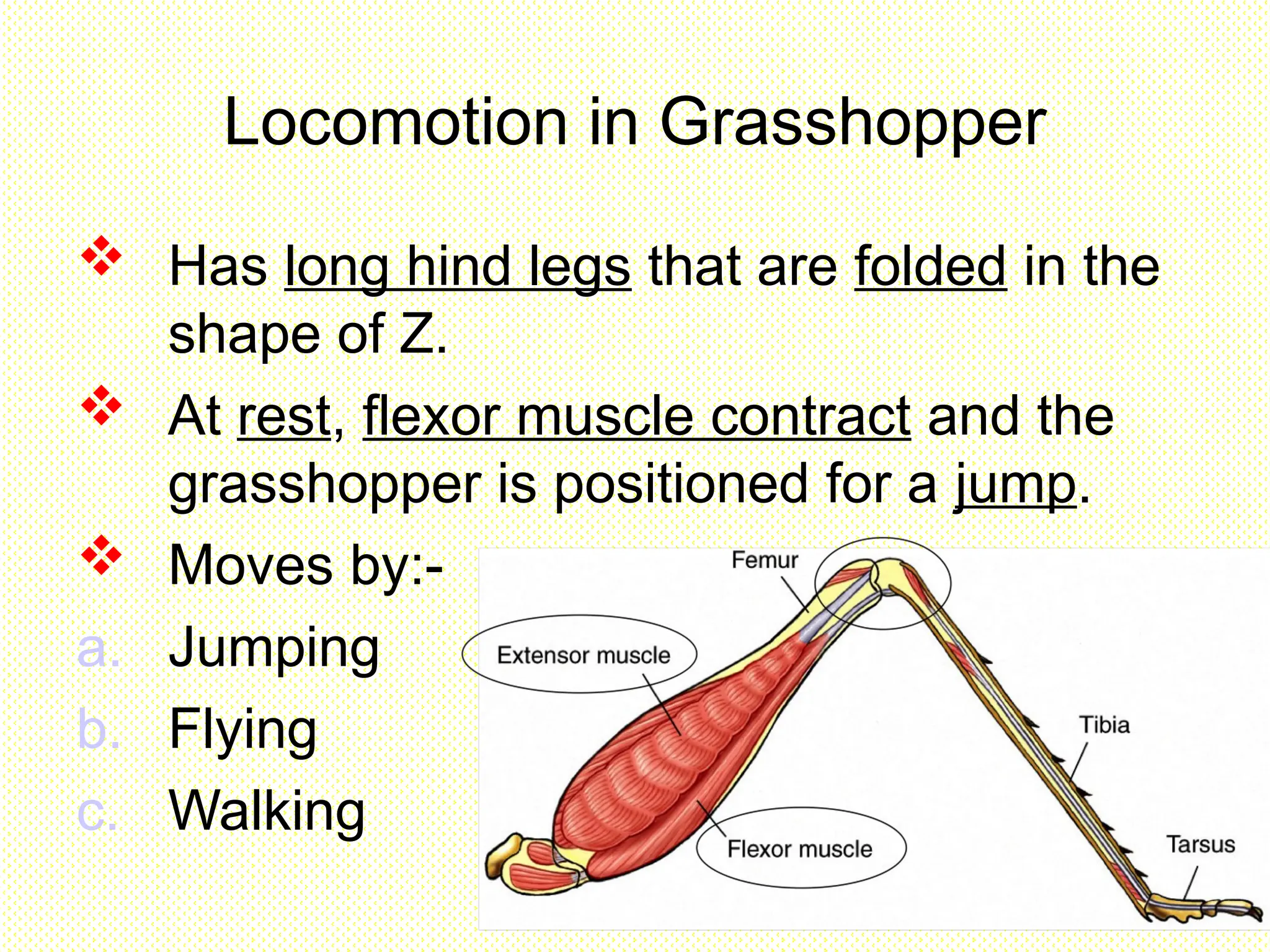 Locomotion in Grasshopper
 Has long hind legs that are folded in the
shape of Z.
 At rest, flexor muscle contract and the
grasshopper is positioned for a jump.
 Moves by:-
a. Jumping
b. Flying
c. Walking
 