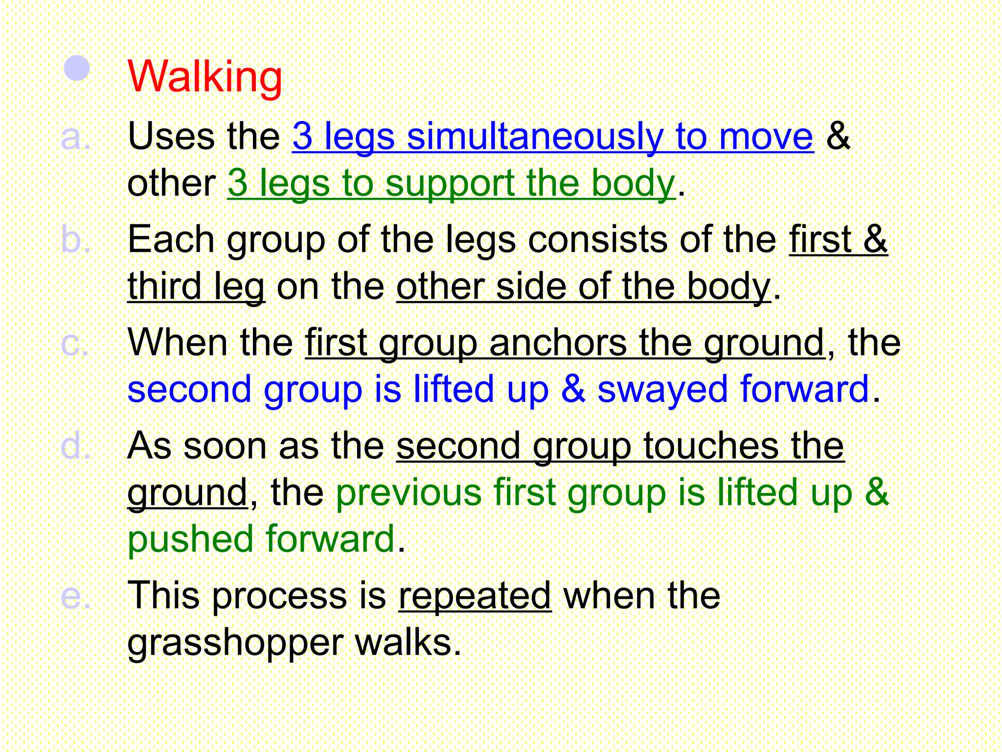  Walking
a. Uses the 3 legs simultaneously to move &
other 3 legs to support the body.
b. Each group of the legs consists of the first &
third leg on the other side of the body.
c. When the first group anchors the ground, the
second group is lifted up & swayed forward.
d. As soon as the second group touches the
ground, the previous first group is lifted up &
pushed forward.
e. This process is repeated when the
grasshopper walks.
 