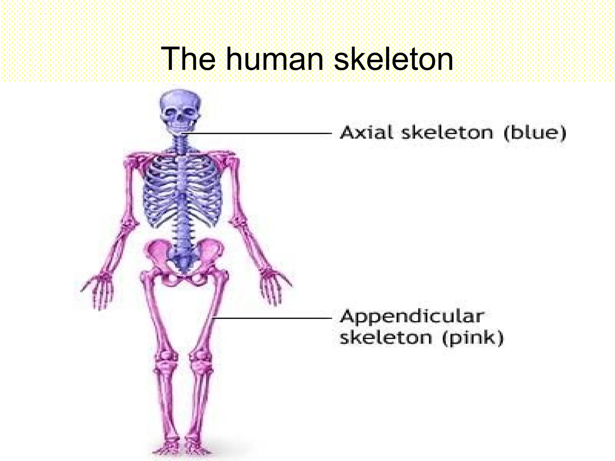 The human skeleton
 