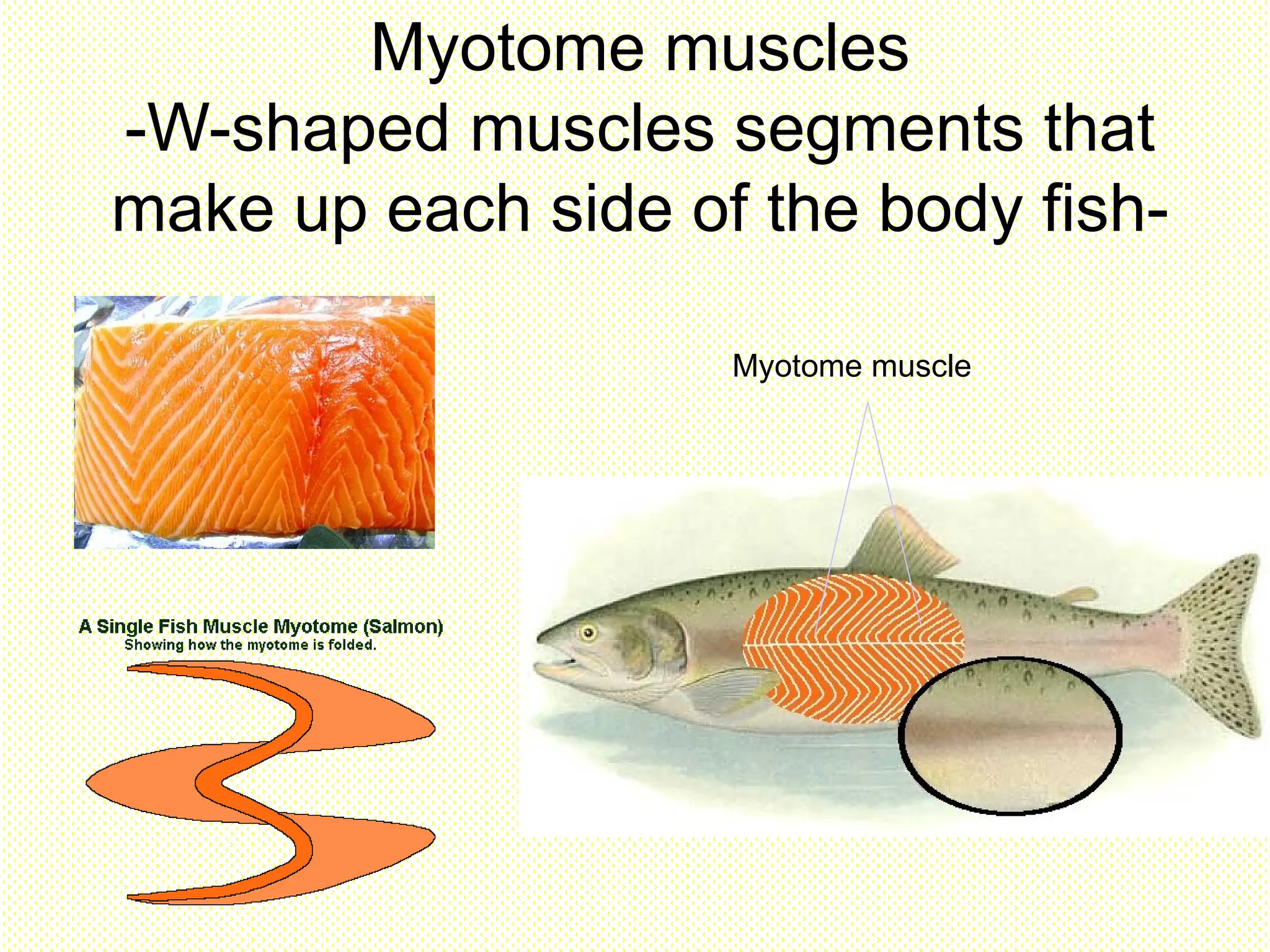 Myotome muscles
-W-shaped muscles segments that
make up each side of the body fish-
Myotome muscle
 