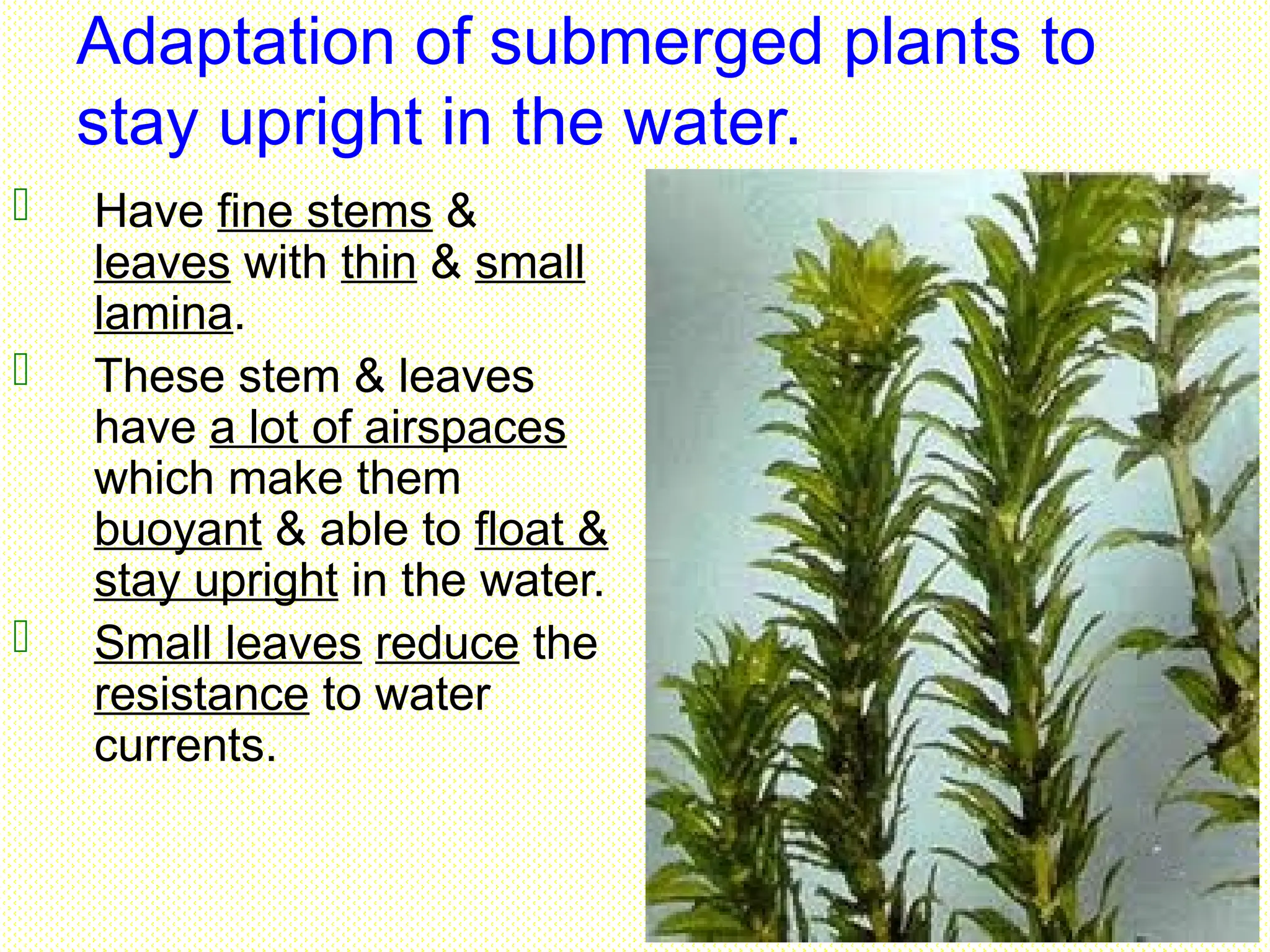 Adaptation of submerged plants to
stay upright in the water.
 Have fine stems &
leaves with thin & small
lamina.
 These stem & leaves
have a lot of airspaces
which make them
buoyant & able to float &
stay upright in the water.
 Small leaves reduce the
resistance to water
currents.
 