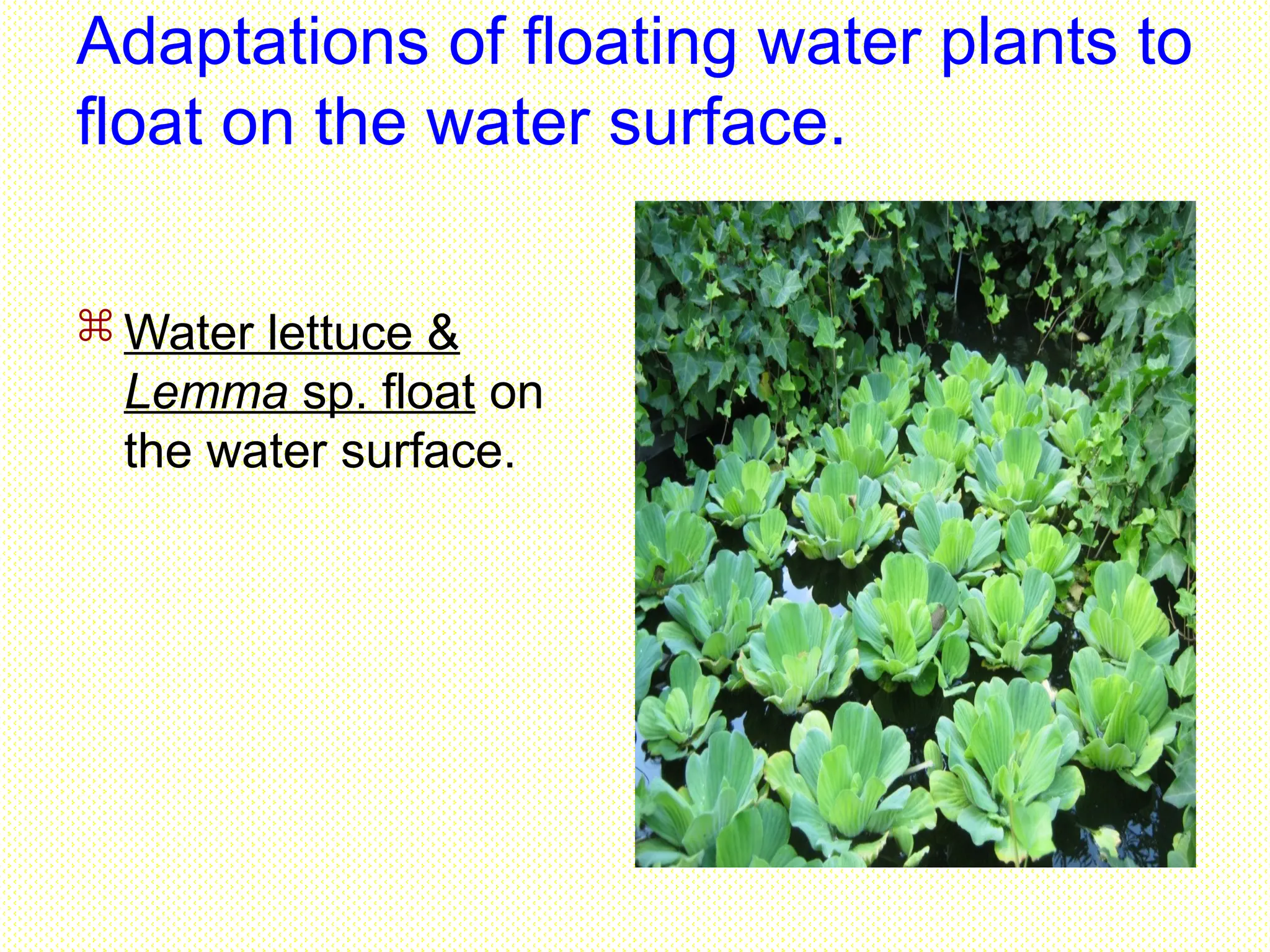 Adaptations of floating water plants to
float on the water surface.
 Water lettuce &
Lemma sp. float on
the water surface.
 