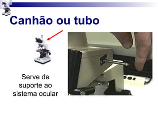 Canhão ou tubo
Serve de
suporte ao
sistema ocular
 