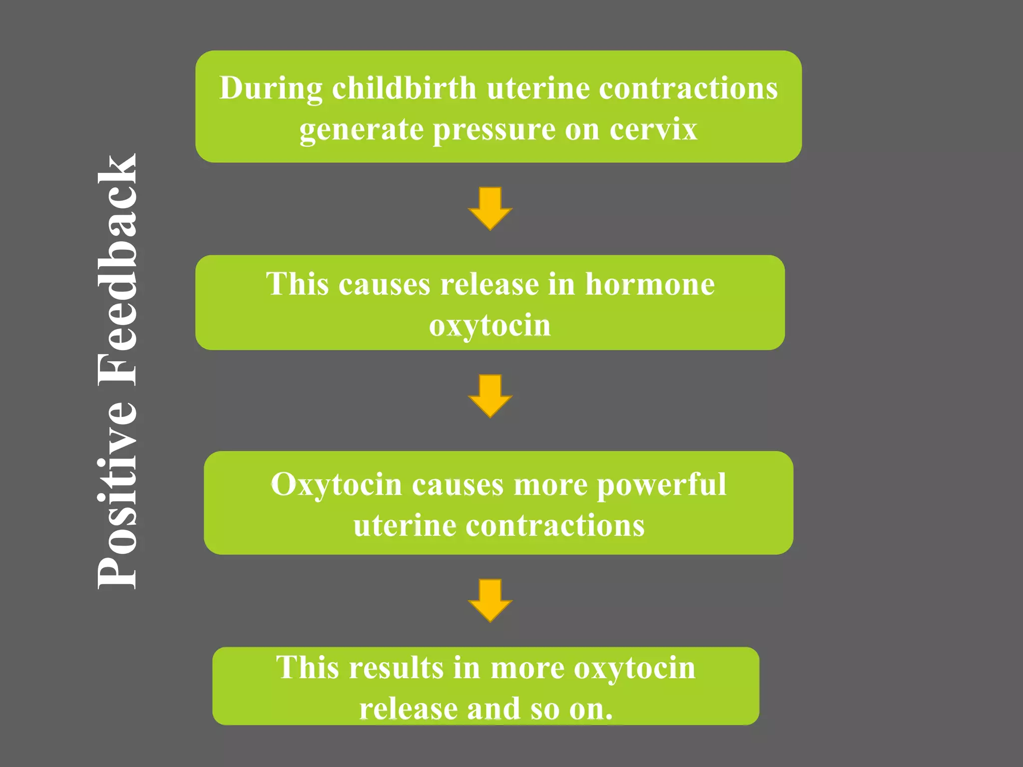 During childbirth uterine contractions
generate pressure on cervix
This causes release in hormone
oxytocin
Oxytocin causes more powerful
uterine contractions
This results in more oxytocin
release and so on.
PositiveFeedback
 