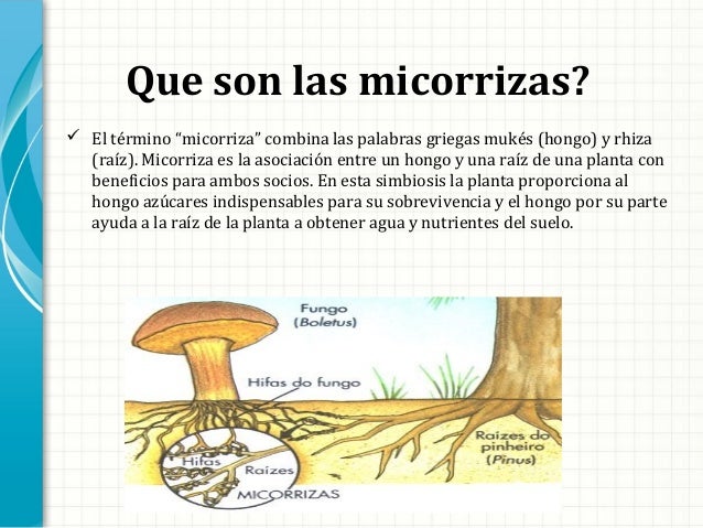 Resultado de imagen para micorrizas hongos