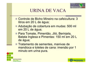 URINA DE VACA
Controle de Bicho Mineiro na cafeicultura: 3
litros em 20 L de água;
Adubação de cobertura em mudas: 500 ml
em 20 L de água;
Para Tomate, Pimentão, Jiló, Berinjela,
Batata Inglesa e Pimentas: 150 ml em 20 L
de água;
Tratamento de sementes, manivas de
mandioca e toletes de cana: imersão por 1
minuto em urina pura.
Campus Bambuí
 