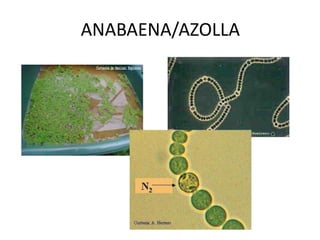 ANABAENA/AZOLLA 
 