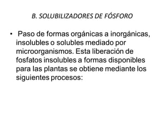 B. SOLUBILIZADORES DE FÓSFORO 
• Paso de formas orgánicas a inorgánicas, 
insolubles o solubles mediado por 
microorganismos. Esta liberación de 
fosfatos insolubles a formas disponibles 
para las plantas se obtiene mediante los 
siguientes procesos: 
 