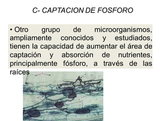 C- CAPTACION DE FOSFORO 
• Otro grupo de microorganismos, 
ampliamente conocidos y estudiados, 
tienen la capacidad de aumentar el área de 
captación y absorción de nutrientes, 
principalmente fósforo, a través de las 
raíces 
 