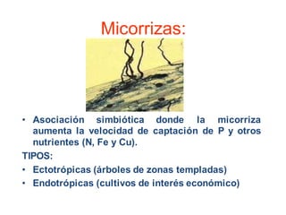 Micorrizas: 
• Asociación simbiótica donde la micorriza 
aumenta la velocidad de captación de P y otros 
nutrientes (N, Fe y Cu). 
TIPOS: 
• Ectotrópicas (árboles de zonas templadas) 
• Endotrópicas (cultivos de interés económico) 
 