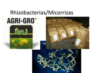 Rhizobacterias/Micorrizas 
 