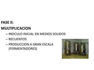FASE II: 
MULTIPLICACION 
– INOCULO INICIAL EN MEDIOS SOLIDOS 
– RECUENTOS 
– PRODUCCION A GRAN ESCALA 
(FERMENTADORES) 
 