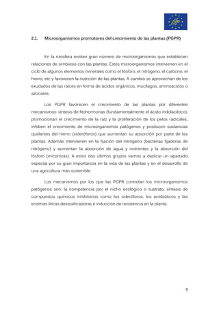 2.1. Microorganismos promotores del crecimiento de las plantas (PGPR)
En la rizosfera existen gran número de microorganismos que establecen
relaciones de simbiosis con las plantas. Estos microorganismos intervienen en el
ciclo de algunos elementos minerales como el fósforo, el nitrógeno, el carbono, el
hierro, etc y favorecen la nutrición de las plantas. A cambio se aprovechan de los
exudados de las raíces en forma de ácidos orgánicos, mucílagos, aminoácidos o
azúcares.
Los PGPR favorecen el crecimiento de las plantas por diferentes
mecanismos: síntesis de fitohormonas (fundamentalmente el ácido indolacético),
promocionan el crecimiento de la raíz y la proliferación de los pelos radicales,
inhiben el crecimiento de microorganismos patógenos y producen sustancias
quelantes del hierro (sideróforos) que aumentan su absorción por parte de las
plantas. Además intervienen en la fijación del nitrógeno (bacterias fijadoras de
nitrógeno) y aumentan la absorción de agua y nutrientes y la absorción del
fósforo (micorrizas). A estos dos últimos grupos vamos a dedicar un apartado
especial por su gran importancia en la vida de las plantas y en el desarrollo de
una agricultura más sostenible.
Los mecanismos por los que las PGPR controlan los microorganismos
patógenos son: la competencia por el nicho ecológico o sustrato, síntesis de
compuestos químicos inhibitorios como los sideróforos, los antibióticos y las
enzimas líticas destoxificadoras e inducción de resistencia en la planta.
9
 