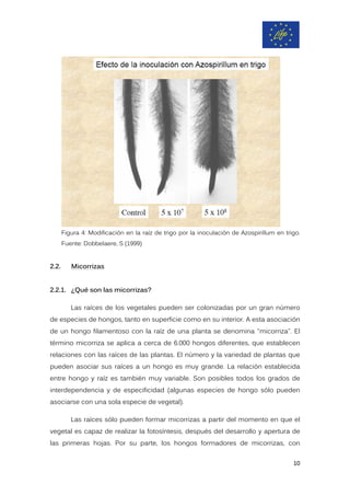 Figura 4: Modificación en la raíz de trigo por la inoculación de Azospirillum en trigo.
Fuente: Dobbelaere, S (1999)
2.2. Micorrizas
2.2.1. ¿Qué son las micorrizas?
Las raíces de los vegetales pueden ser colonizadas por un gran número
de especies de hongos, tanto en superficie como en su interior. A esta asociación
de un hongo filamentoso con la raíz de una planta se denomina "micorriza". El
término micorriza se aplica a cerca de 6.000 hongos diferentes, que establecen
relaciones con las raíces de las plantas. El número y la variedad de plantas que
pueden asociar sus raíces a un hongo es muy grande. La relación establecida
entre hongo y raíz es también muy variable. Son posibles todos los grados de
interdependencia y de especificidad (algunas especies de hongo sólo pueden
asociarse con una sola especie de vegetal).
Las raíces sólo pueden formar micorrizas a partir del momento en que el
vegetal es capaz de realizar la fotosíntesis, después del desarrollo y apertura de
las primeras hojas. Por su parte, los hongos formadores de micorrizas, con
10
 