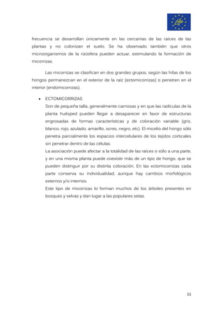 frecuencia se desarrollan únicamente en las cercanías de las raíces de las
plantas y no colonizan el suelo. Se ha observado también que otros
microorganismos de la rizosfera pueden actuar, estimulando la formación de
micorrizas.
Las micorrizas se clasifican en dos grandes grupos, según las hifas de los
hongos permanezcan en el exterior de la raíz (ectomicorrizas) o penetren en el
interior (endomicorrizas).
• ECTOMICORRIZAS
Son de pequeña talla, generalmente carnosas y en que las radículas de la
planta huésped pueden llegar a desaparecer en favor de estructuras
engrosadas de formas características y de coloración variable (gris,
blanco, rojo, azulado, amarillo, ocres, negro, etc). El micelio del hongo sólo
penetra parcialmente los espacios intercelulares de los tejidos corticales
sin penetrar dentro de las células.
La asociación puede afectar a la totalidad de las raíces o sólo a una parte,
y en una misma planta puede coexistir más de un tipo de hongo, que se
pueden distinguir por su distinta coloración. En las ectomicorrizas cada
parte conserva su individualidad, aunque hay cambios morfológicos
externos y/o internos.
Este tipo de micorrizas lo forman muchos de los árboles presentes en
bosques y selvas y dan lugar a las populares setas.
11
 