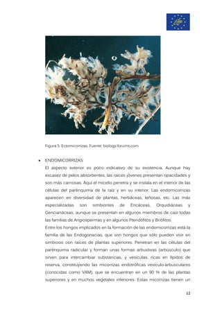 Figura 5: Ectomicorrizas. Fuente: biology-forums.com
• ENDOMICORRIZAS
El aspecto exterior es poco indicativo de su existencia. Aunque hay
escasez de pelos absorbentes, las raíces jóvenes presentan opacidades y
son más carnosas. Aquí el micelio penetra y se instala en el interior de las
células del parénquima de la raíz y en su interior. Las endomicorrizas
aparecen en diversidad de plantas, herbáceas, leñosas, etc. Las más
especializadas son simbiontes de Ericáceas, Orquidiáceas y
Gencianáceas, aunque se presentan en algunos miembros de casi todas
las familias de Angiospermas y en algunos Pteridófitos y Briófitos.
Entre los hongos implicados en la formación de las endomicorrizas está la
familia de las Endogonacias, que son hongos que sólo pueden vivir en
simbiosis con raíces de plantas superiores. Penetran en las células del
parénquima radicular y forman unas formas arbustivas (arbúsculo) que
sirven para intercambiar substancias, y vesículas, ricas en lípidos de
reserva, constituyendo las micorrizas endotróficas vesículo-arbusculares
(conocidas como VAM), que se encuentran en un 90 % de las plantas
superiores y en muchos vegetales inferiores. Estas micorrizas tienen un
12
 