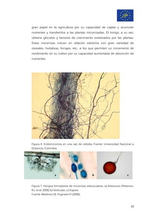 gran papel en la agricultura por su capacidad de captar y acumular
nutrientes y transferirlos a las plantas micorrizadas. El hongo, a su vez,
obtiene glúcidos y factores de crecimiento sintetizados por las plantas.
Estas micorrizas crecen en relación estrecha con gran variedad de
cereales, hortalizas, forrajes, etc., a los que permiten un incremento de
rendimiento en su cultivo por su capacidad aumentada de absorción de
nutrientes.
Figura 6: Endomicorriza en una raíz de cebolla. Fuente: Universidad Nacional a
Distancia. Colombia.
Figura 7: Hongos formadores de micorrizas arbusculares. a) Arbúsculo (Peterson,
R.L et al. 2006) b) Vesículas. c) Espora
Fuente: Martínez LB, Pugnaire FI (2009).
13
 