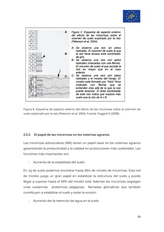 Figura 8. Esquema de aspecto externo del efecto de las micorrizas sobre el volumen de
suelo explorado por la raíz (Peterson et al. 2004). Fuente: Faggioli V (2008)
2.2.2. El papel de las micorrizas en los sistemas agrarios
Las micorrizas arbusculares (MA) tienen un papel clave en los sistemas agrarios
garantizando la productividad y la calidad en producciones más sostenibles. Las
funciones más importantes son:
- Aumento de la estabilidad del suelo
En 1g de suelo podemos encontrar hasta 30m de micelio de micorrizas. Esta red
de micelio juega un gran papel en estabilizar la estructura del suelo y puede
llegar a suponer hasta el 50% del micelio total. Además las micorrizas segregan
unas sustancias proteínicas pegajosas llamadas glomalinas que también
contribuyen a estabilizar el suelo y evitar la erosión.
- Aumento der la retención de agua en el suelo
16
 